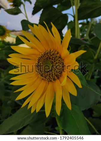 A beautiful sunflower closeup image in the garden