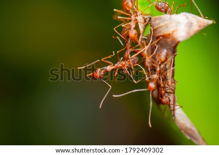 Group of red ants in nature, Thailand.