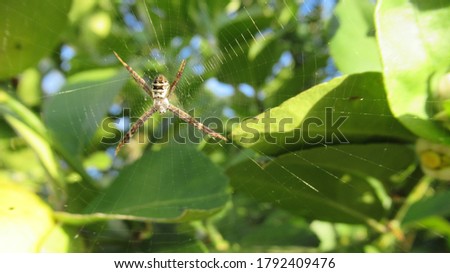 Brown hairy spider with sloth like characteristics in web in Tahitian lime tree.
