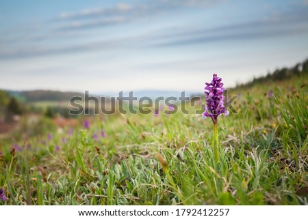 Orchis morio. Nature of the Czech Republic. Czech orchids. Free nature. Beautiful picture. Plant. Sunrise. Sunset.
