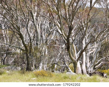 Burnt dead trees  in the forests of the snowy mountains in New South Wales in Australia 