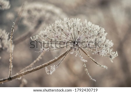 hogweed under the snow winter