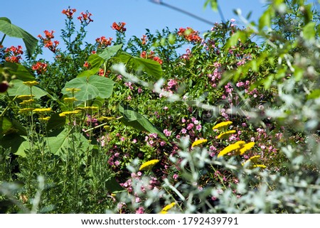 Photo of Flowers in field