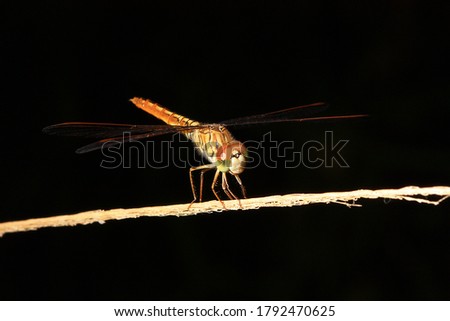 Macro picture of dragonfly in background. (using flash to create black background)   