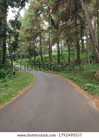 photo of the asphalt road among the pine trees