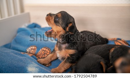 Funny life scene of a Yorkshire terrier puppy, black and tan, a few weeks old, trying to bark Royalty-Free Stock Photo #1792504789