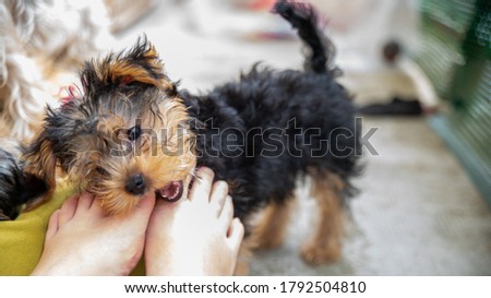 
Cute little Yorkshire terrier puppy, black and tan, biting the toes of his mistress Royalty-Free Stock Photo #1792504810