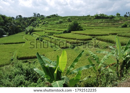 Rice plantation, photo taken in Bali, Indonesia.