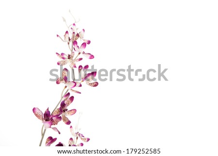 Bright flowers on the white background