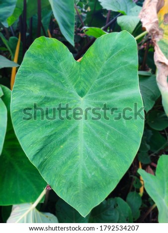 Colocasia esculenta is a tropical plant grown primarily for its edible corms, a root vegetable most commonly known as taro, Taro