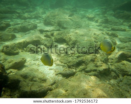 Amazing butterfly fish couple at the Ao Nang Bay in Thailand. Black white and yellow colors
