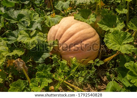 Giant Pumpkin in a green organic background