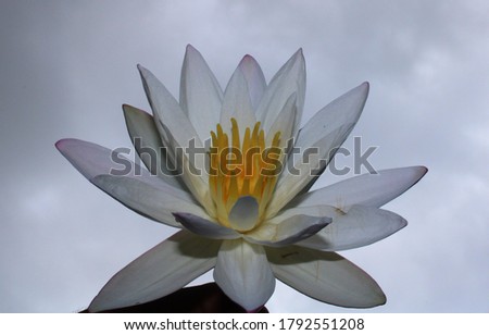 Lotus flower natural background photo - lotus flower photography