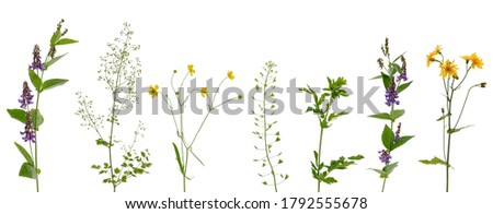 Many various stems of meadow grass with yellow, white and purple flowers isolated on white background Royalty-Free Stock Photo #1792555678