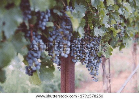 Red Grapes in Vineyard with Leaves
