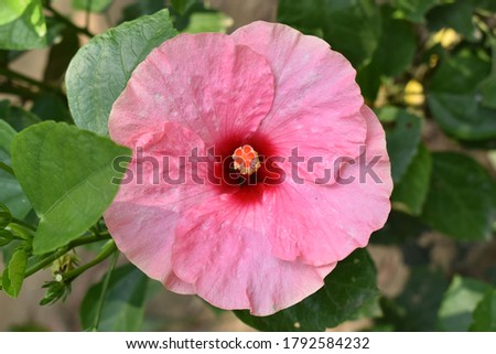 Single hibiscus flower picture. Close up.