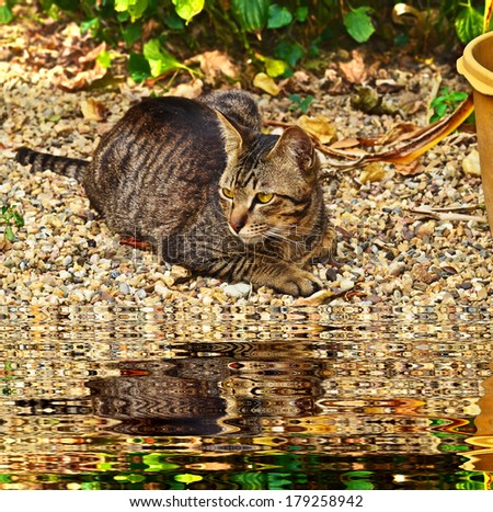 cat laying down near pond