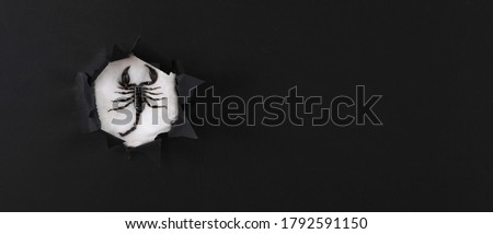 scorpion in a black paper hole