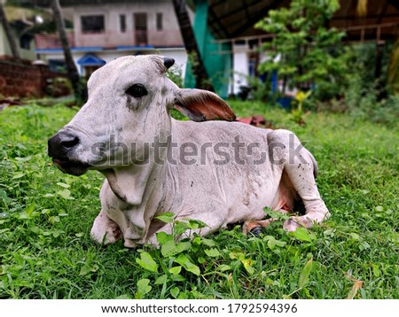 A cow resting in some grass.