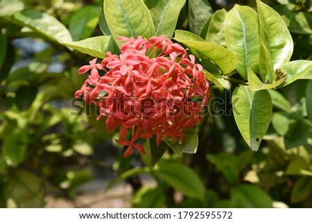 Bright red color flower picture. Green leafs background.