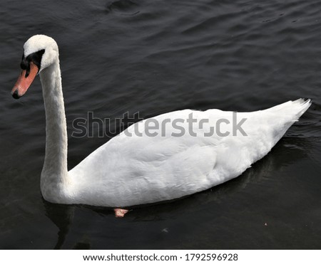A view of a Mute Swan on the Serpentine in London