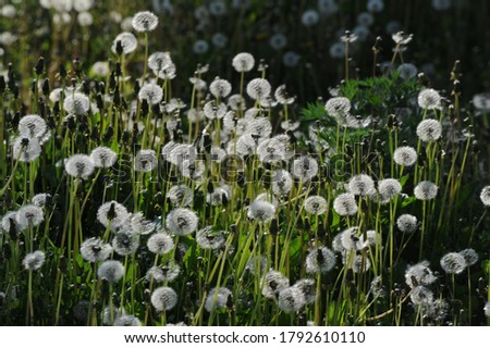 Taraxum dandelion, used as a medicinal plant. round balls of silvery crested fruit that run upwind. These balls are called "balls" or "clocks" in both British and American English. Royalty-Free Stock Photo #1792610110