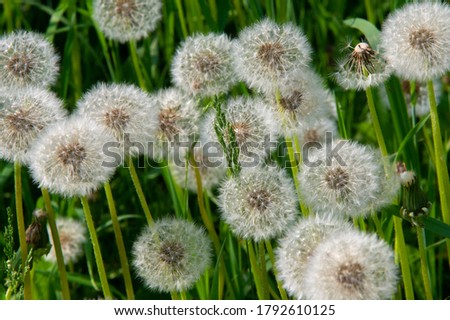 Taraxum dandelion, used as a medicinal plant. round balls of silvery crested fruit that run upwind. These balls are called "balls" or "clocks" in both British and American English. Royalty-Free Stock Photo #1792610125