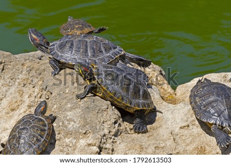 red-eared turtles basking in the sun and swimming 