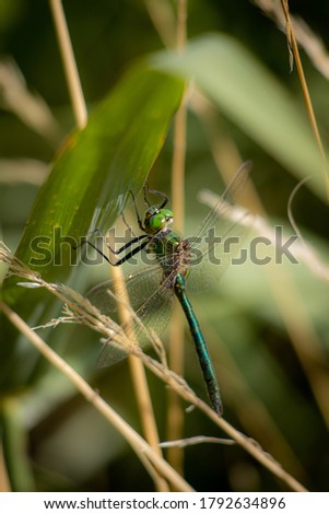 a big green dragonfly clings to a reed 
