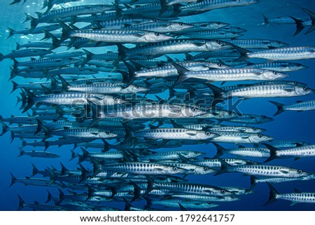 Blackfin Barracuda also called a Chevron Barracuda shot in the shallows in Apo Reef Natural Park in the Philipppines Royalty-Free Stock Photo #1792641757