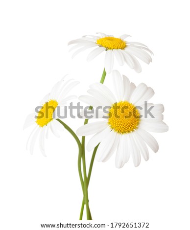 Three flowers of Chamomile ( Ox-Eye Daisy ) isolated on a white background. Royalty-Free Stock Photo #1792651372