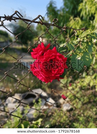 Red rose braided in a metal net