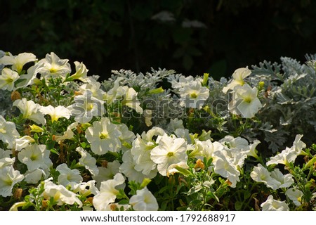 Petunia is of South American descent. A popular flower of the same name came from the French, who took the word petun, which means “tobacco,” from the Tupi language - guarani.