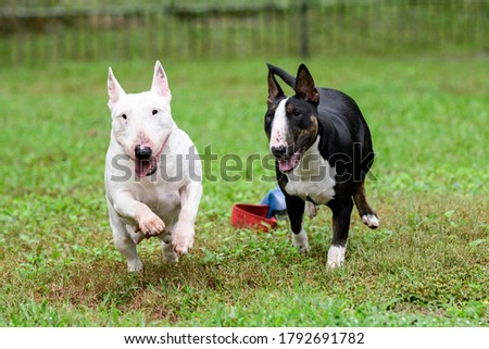 A brindle and a white miniature bull terrier team running and playing on the grass