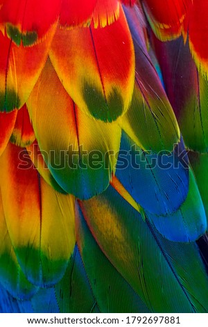 Colourful macaw plumage. Ara macao