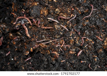 Vermicomposting or worm compost fertilizer soil 