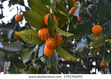 Close up on a green sunny tree growing citrus fruits