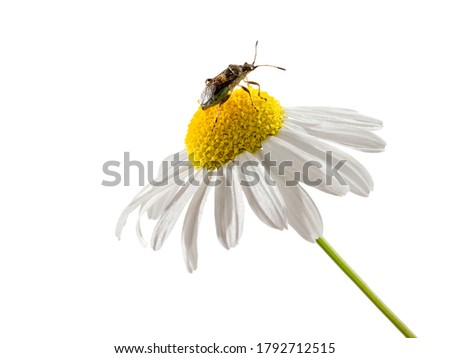 Camomile flower blossom with an insect on top