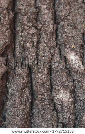 the texture of the bark of a tree with sun spots