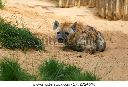dormant spotted hyena in the sand