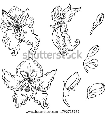 Orchids black and white, flowers on a white background, Vector clip art, Orchids for creating digital paper, postcards, Wallpaper.