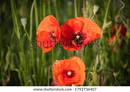 A group of red poppies in the garden on a summer day.