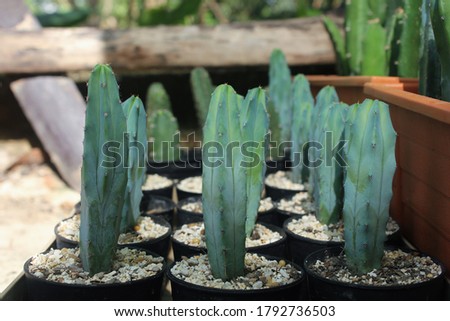 Stock Myrtillocactus geometrizans cactus and succulent desert plant growing in black pot
