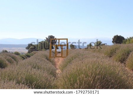 Lavender garden, yellow window was placed at the lavender garden as decoration for photographers, blue sky view and mountains at background