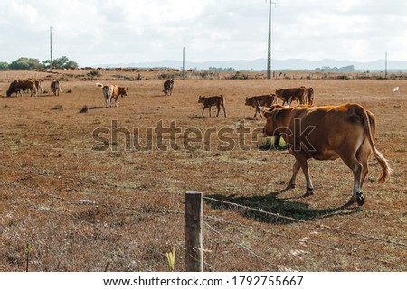 Cows at Portuguese field, Vila Nova de Milfontes