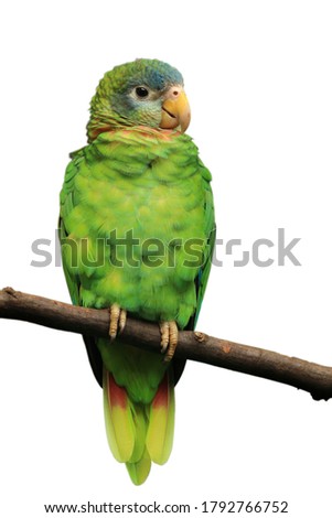 Portrait of yellow-billed amazon, Amazona collaria, also called Jamaican amazon. Green parrot perched on branch isolated on white background. Endemic parrot from Jamaica. Royalty-Free Stock Photo #1792766752