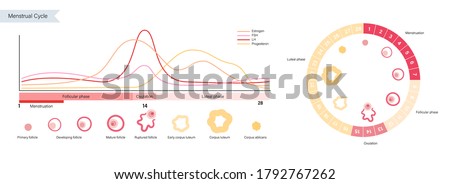 Menstrual cycle diagram. Woman health concept. Menstruation phases. Ovum development. Pergnancy and ovulation medical poster for clinic. Flat vector illustration. Female reproductive system. Royalty-Free Stock Photo #1792767262