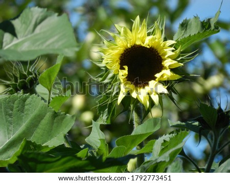 Close up picture of sunflower during  a daytime.                    