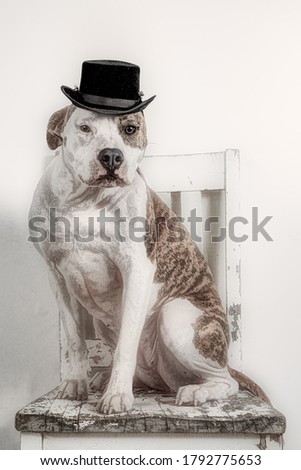 Dog Sitting on an Old Chair Wearing A Black Top Hat