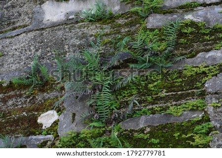 Plant and Moss growth on coquina fort wall